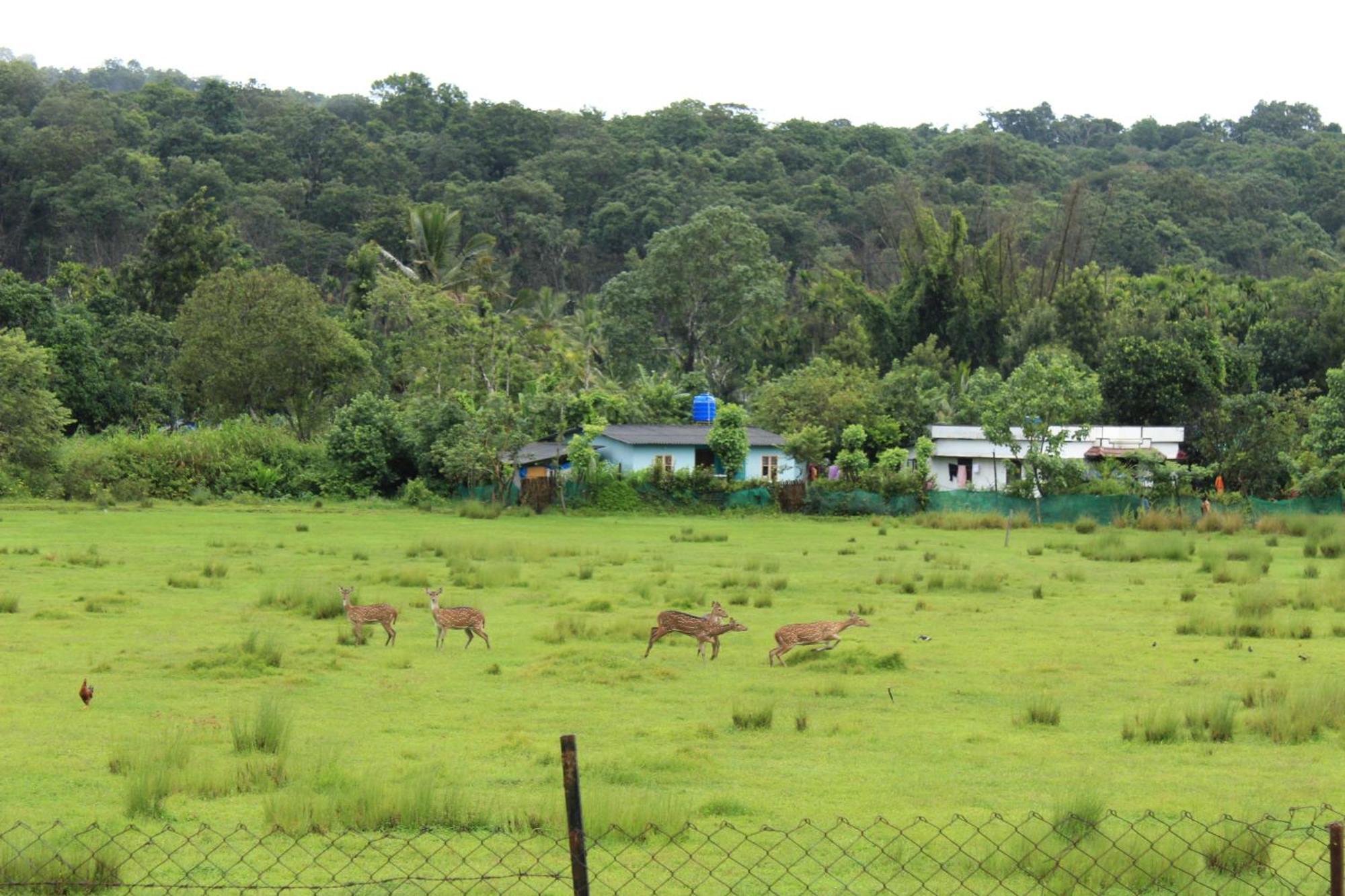 Jungle Homestay Near Bandipur Mudumalai Masinagudi Exterior photo